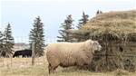 Sheep Trax Forrest 916F
